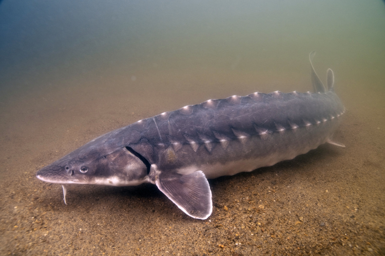Shortnose sturgeon swims through water near the floor of a river.