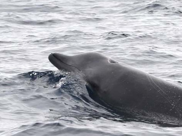 True's beaked whales are social marine mammals.