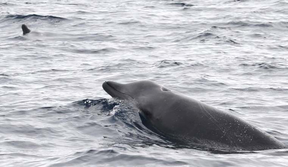 True's beaked whales are large, social creatures.