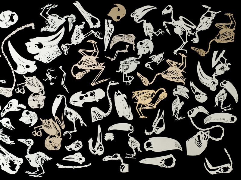 Osteology detail by Ingrid Erickson
