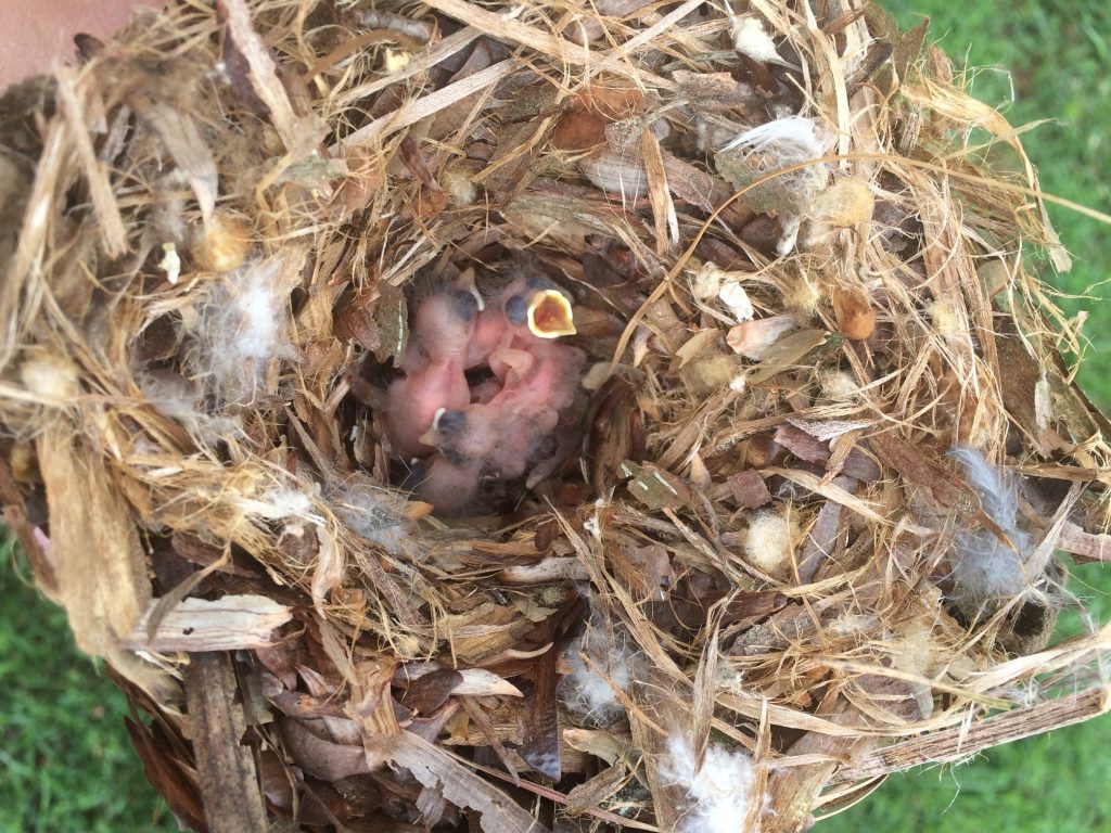 brown-headed nuthatches