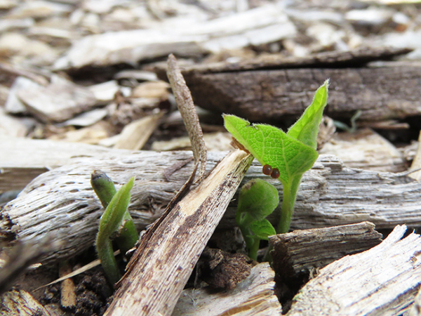 Two red butterfly eggs on a sprout of green pipevine.