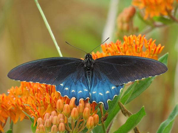 Pipevine Swallowtail Adult with velvety blue, black and yellow wings