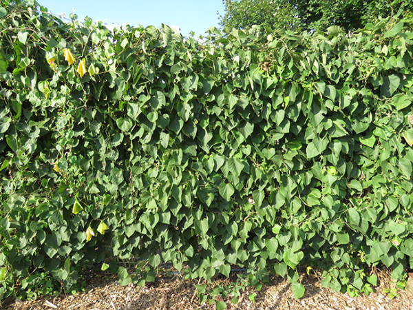 A lush green pipevine hangs on the fence of Prairie Ridge's entrance.