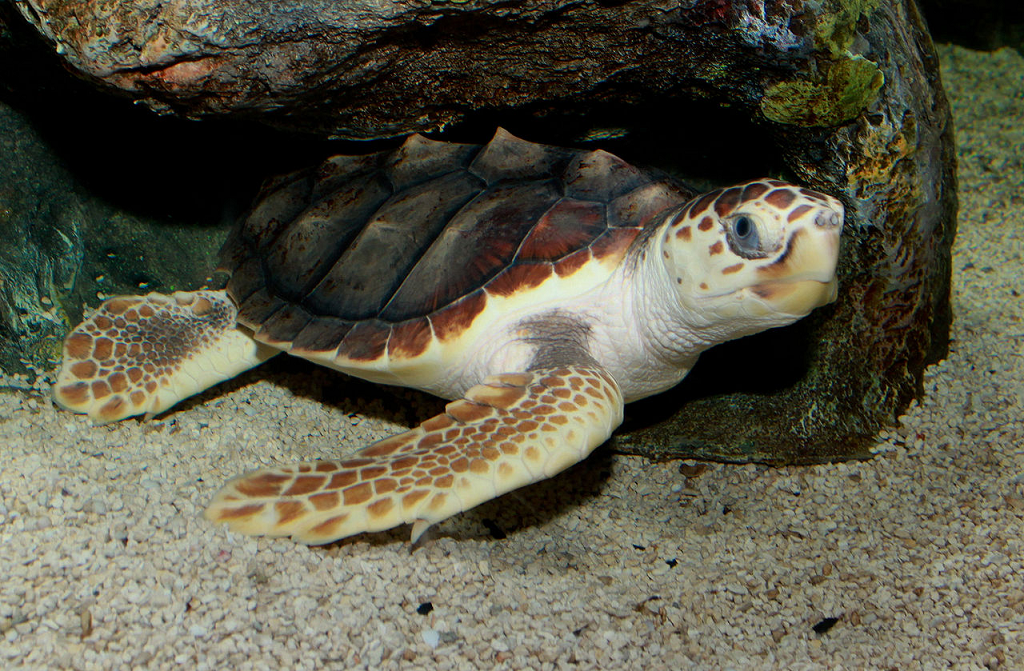 Loggerhead coasting about the sea's sandy bottom. 