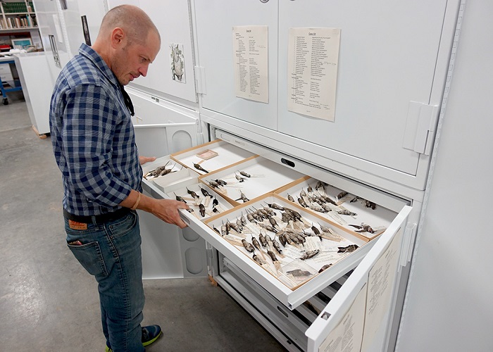 Brian O'Shea, NCMNS Ornithology Collections Manager, looks at a collection of bird specimen 