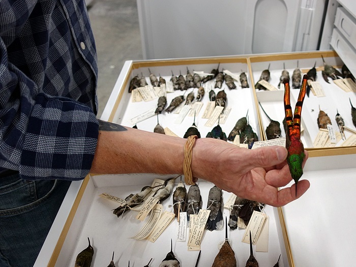 O'Shea shows a vibrant hummingbird specimen