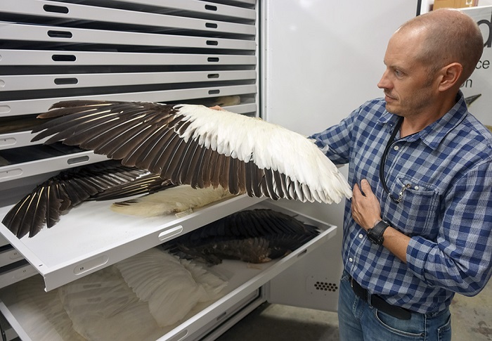 O'Shea holds a large seabird wing. NCMNS has one of the largest seabirds specimen collections in the world