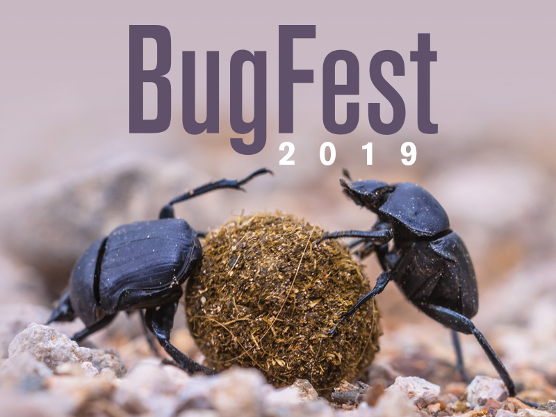 BugFest 2019