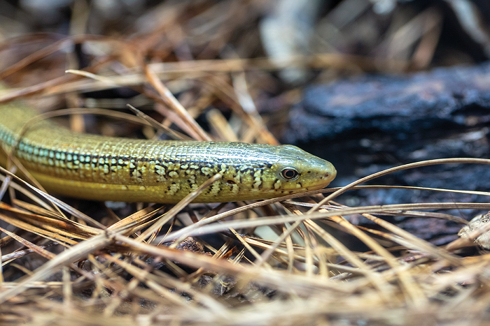 The glass lizard looks like a snake since it doesn't have arms, but it's a lizard!