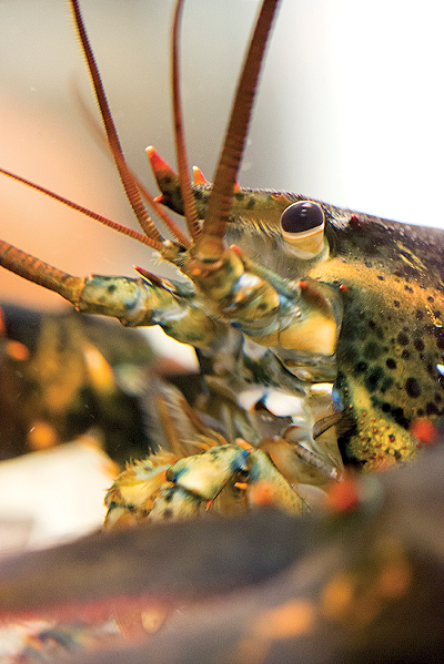 the beautiful face of our lobster is speckled with different colors from blue to green to orange. Wow!