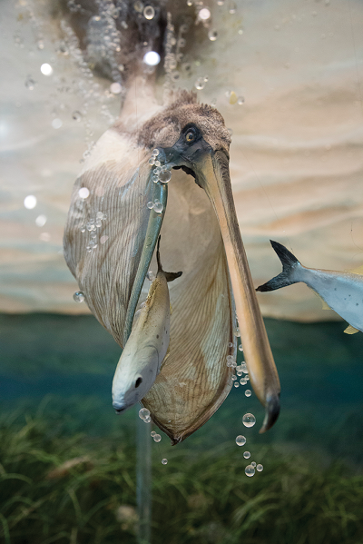 The pelican featured in an NEC first-floor exhibit. The details were perfectly preserved in the taxidermy, from the veins in the bill to the feathers.