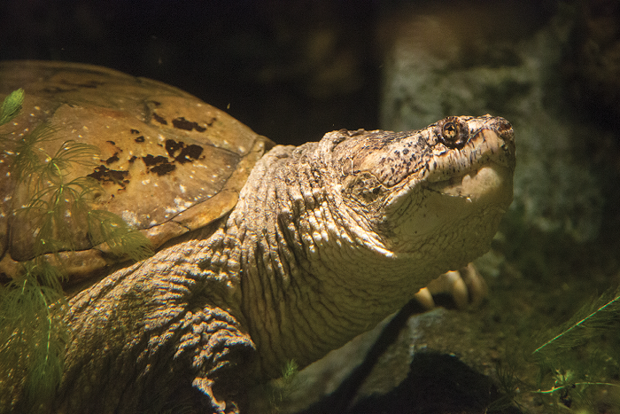 The glowing orange eyes and pale yellow skin of the snapping turtle are shown off by low-light. 