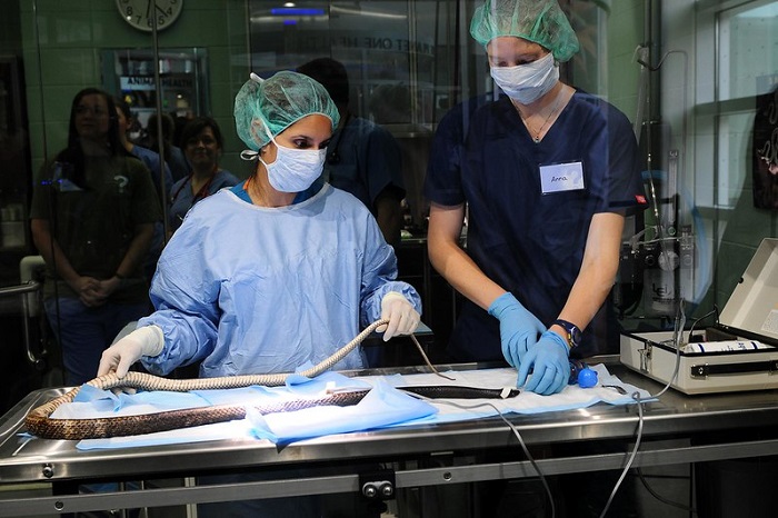Two female doctors dressed in blue scrubs stretch a snake on an operating table. This snake is getting a check up!