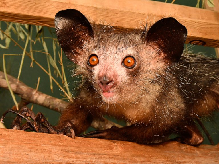 Gimme Six! Researchers Discover Aye-Aye’s Extra Finger | Programs and ...