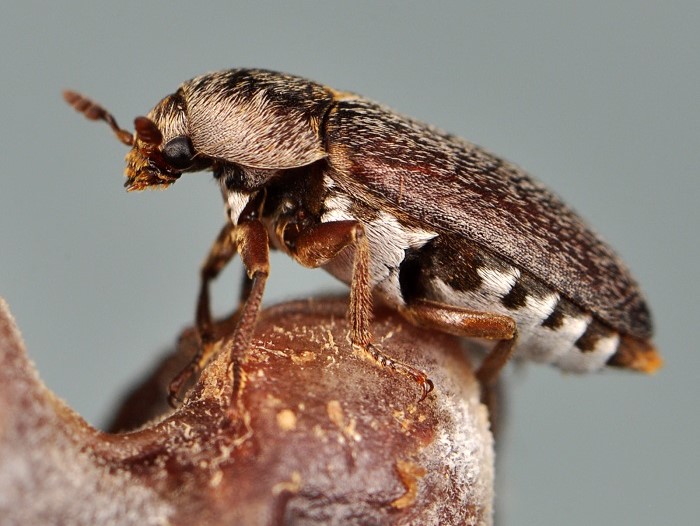 A tiny brown dermestid beetle sits on top of a dry bone. All done!