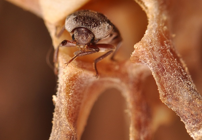 A tiny dermestid beetle sits inside a freshly cleaned bone. Great job!