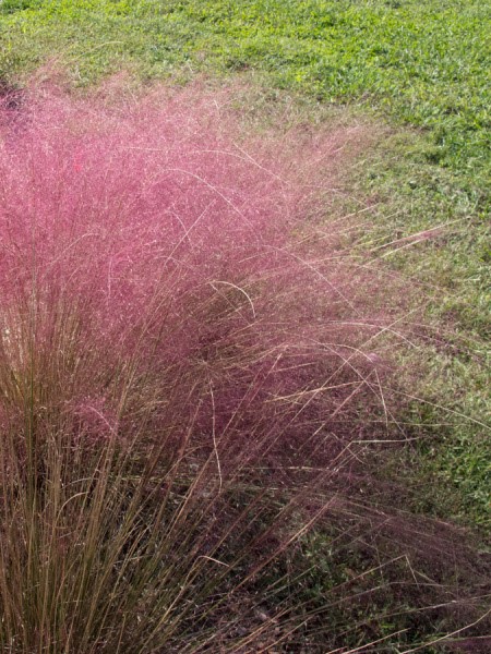 Purple muhly is such a fun, fluffy grass! 