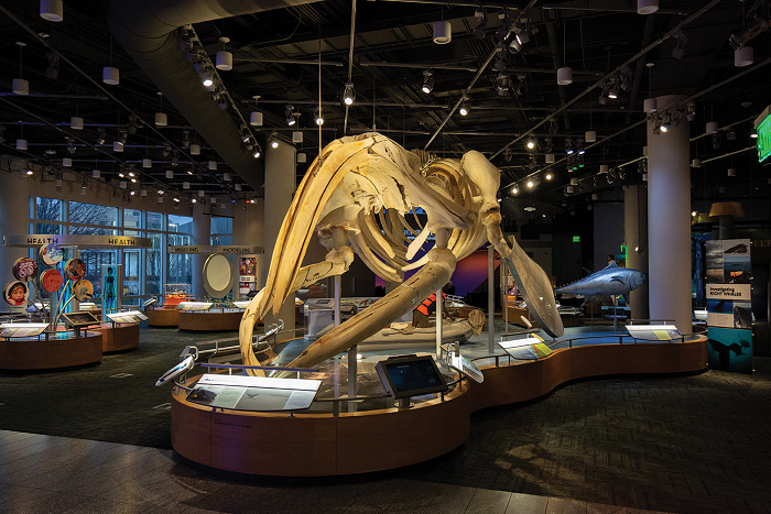 A right whale skeleton is softly lit in the NRC of the Museum, surrounded by other darkened but softly glowing interactive exhibits. 