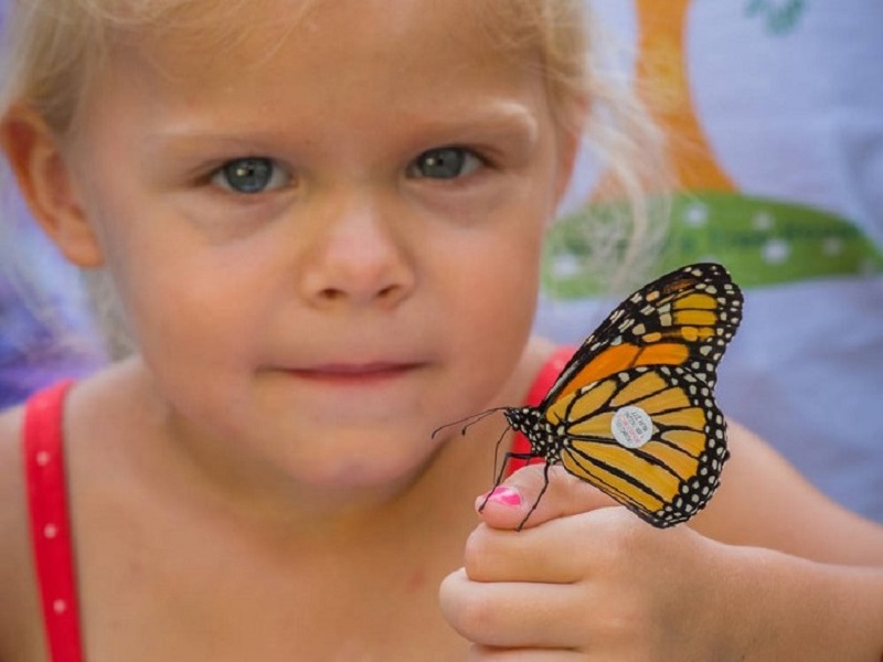 Little girl of about 4 years old with yellow hair and blue eyes holds up a tagged monarch on the tip of her pink-polished thumb.