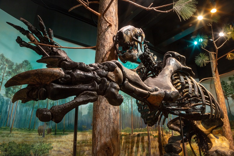 A giant sloth skeleton in our exhibits. It's big and age has turned the bones a deep brown. 