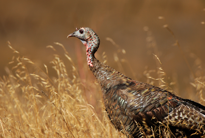 Talkin' Turkey! Facts About the Favorite Festive Fowl | Programs and Events  Calendar