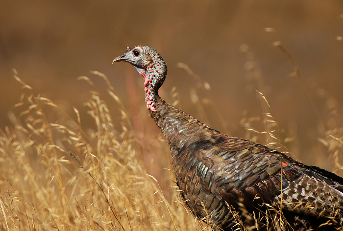 A wild turkey, female, stretches her long brown neck over a autumn, golden field. She's gorgeous with a lovely red wattle. 