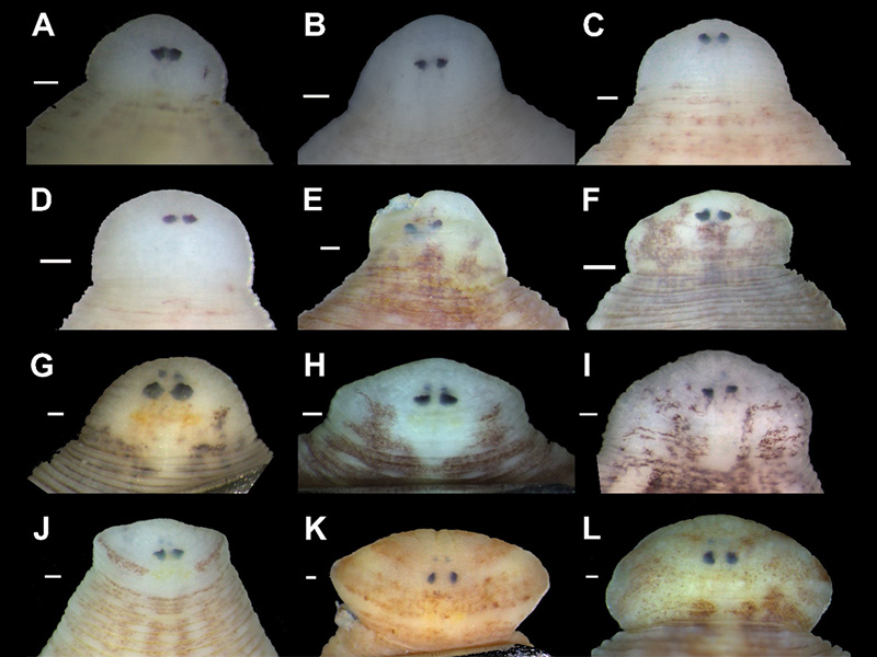Eye position and shape in the holotypes of new taxa and representative specimens of new leeches recently discovered inside freshwater mussels. Image credit: Anna L. Klass.