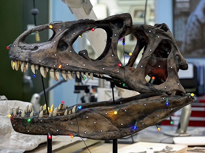 A dinosaur skull is wrapped in colorful lights - red, blue, orange. They glow. How pretty!