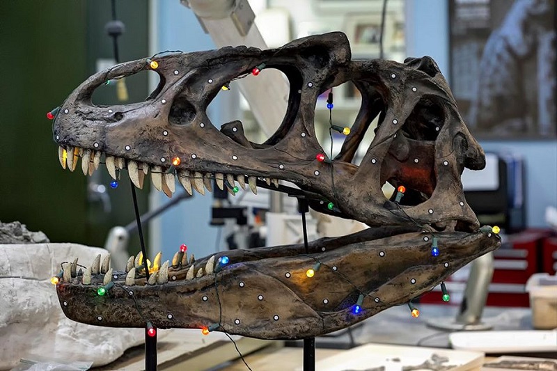 A dinosaur skull is wrapped in colorful lights - red, blue, orange. They glow. How pretty!