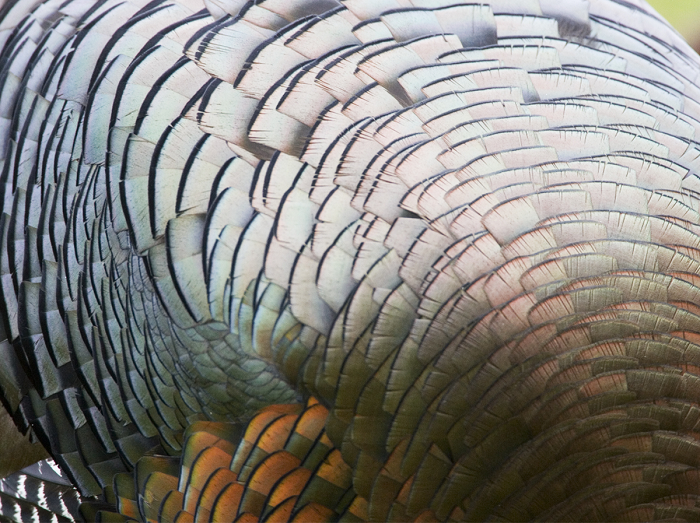 A gorgeous fan of turkey feathers from close up. There are glittering pinks, greens and blues. The browns are earthy and enhanced by the lovely surrounding gem tones! Wow.