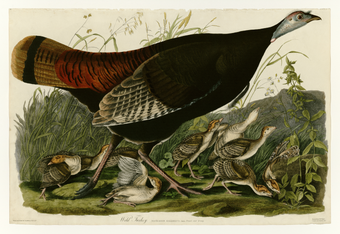 An illustration of a mother turkey and several of her babies. The babies have white bellies and wings and the mother is MUCH bigger. She stands over them protectively. 