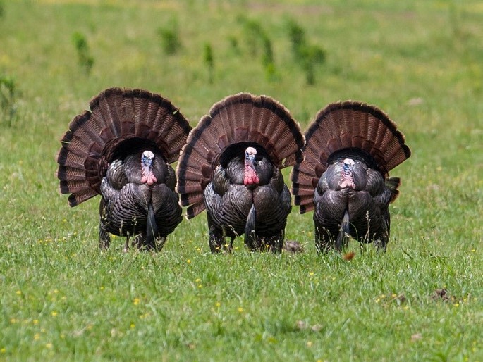 Three large adult male turkeys stand strong in a field of green grass.