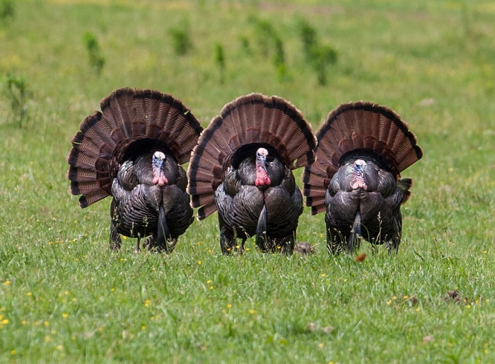 Three large adult male turkeys stand strong in a field of green grass.