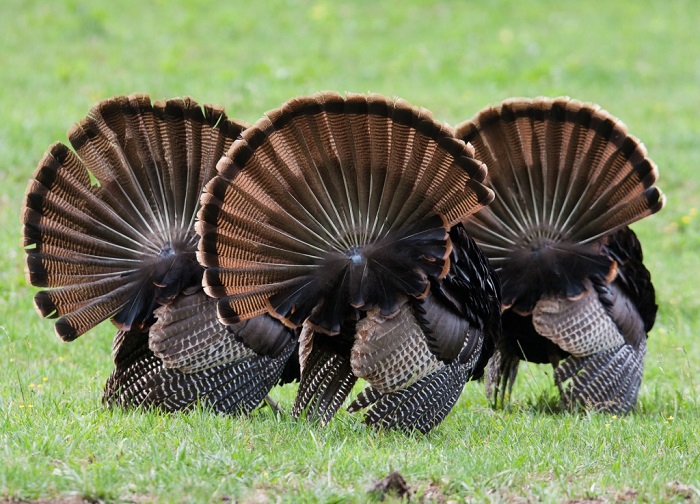 Those three turkeys from before? Now they're from behind! Their fanned tail feathers are so broad!