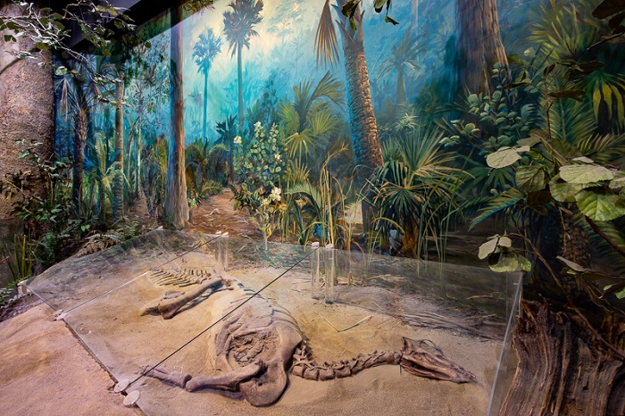 A dinosaur skeleton lays in an exhibit under a glass case. The glass case rests on a sandy bank with a blue, green and brown mural of prehistoric trees and brush on the wall behind it.