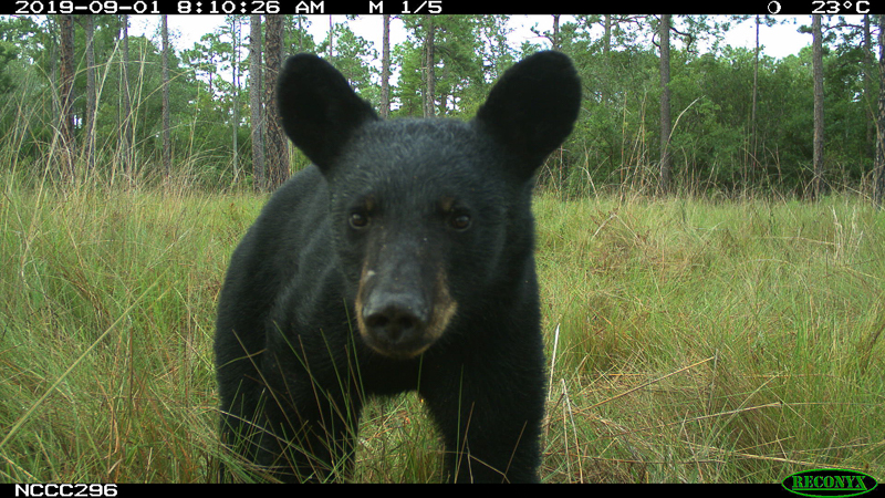 Black bear captured by the Candid Critters Project.