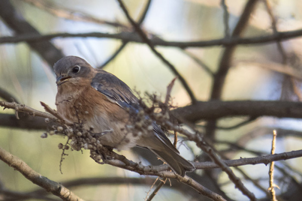 Female eastern bluebird feeding on poison ivy berries.