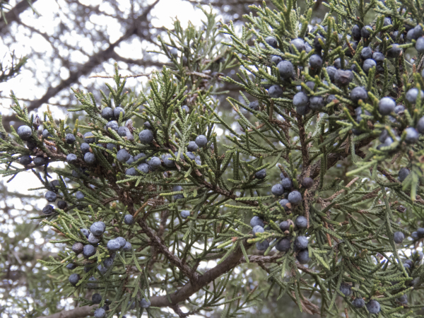 Eastern red cedar foliage with berries.