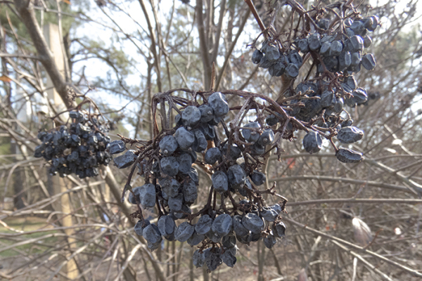 wild raisins on the vine