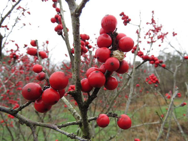 Winterberry holly berry clusters.