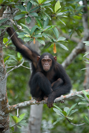 Chimpanzee on mangrove branch