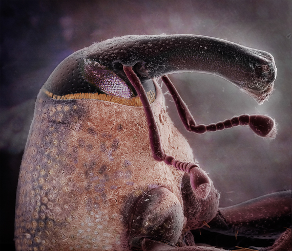 Dryophthorine Weevil by Daniel Kariko.