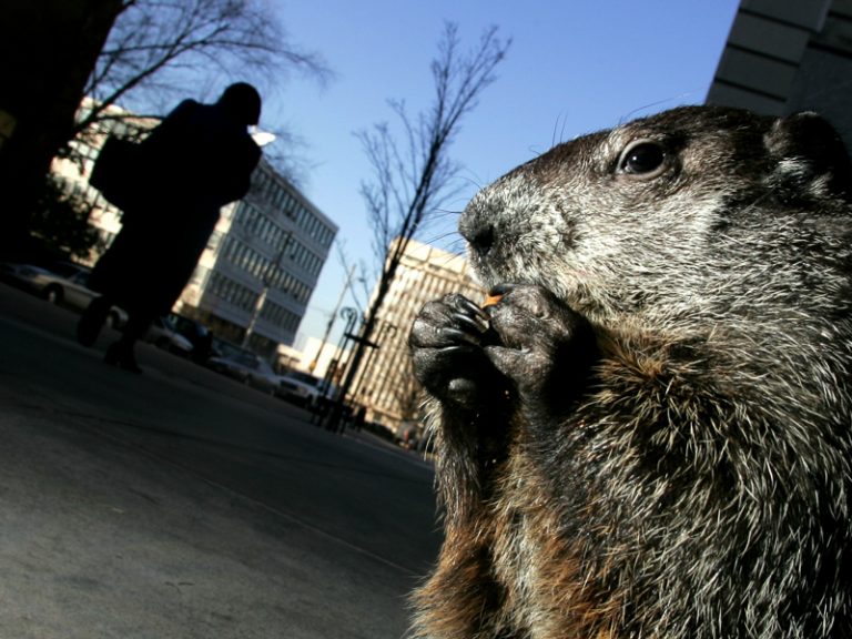 Watch from anywhere Groundhog Day goes virtual at NC Science Museum