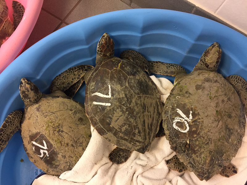 Three cold-stunned green sea turtles recovering at the NC Museum of Natural Sciences in Raleigh.