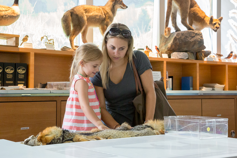 Looking up information about a Naturalist Center specimen on an interactive table.