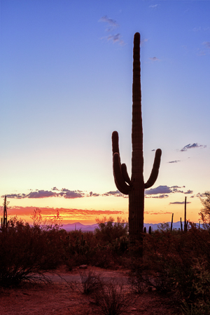 Saguaro at sunset