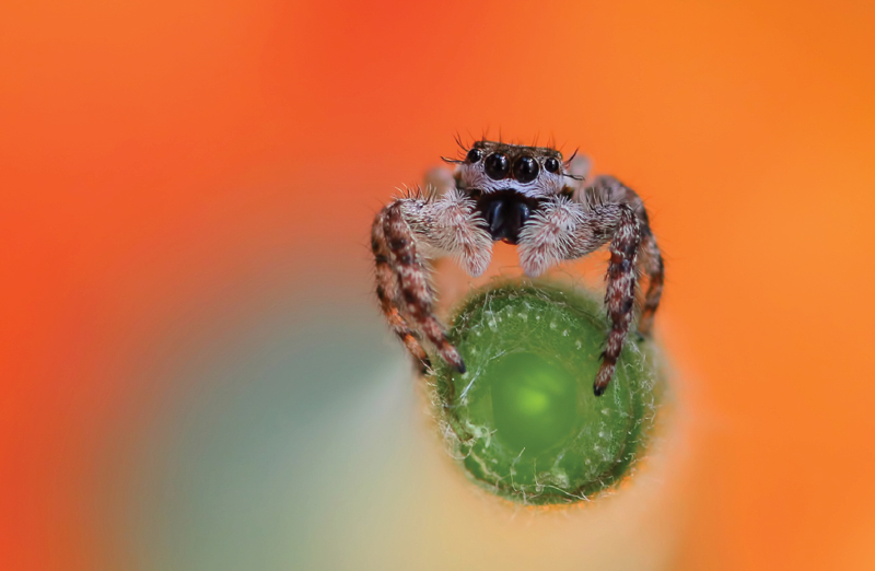 Jumping spider (Salticidae), 2020 Photomicrography Competition