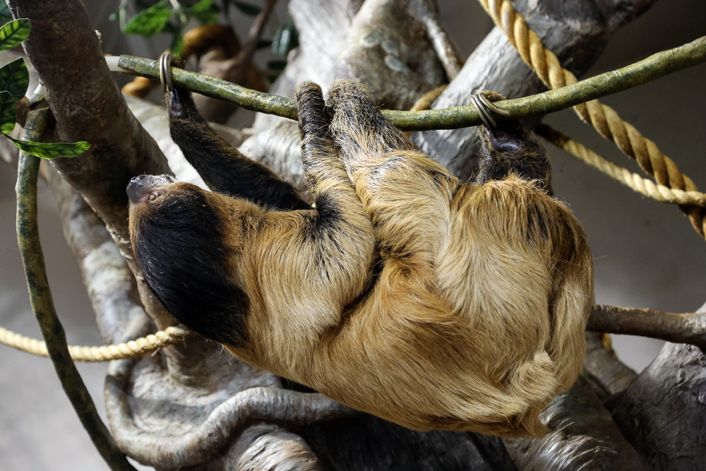 Two-toed sloth