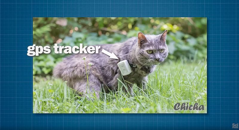 Cat wearing GPS tracker.